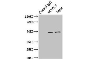 Immunoprecipitating MAPK9 in Hela whole cell lysate Lane 1: Rabbit control IgG (1 μg) instead of ABIN7160013 in Hela whole cell lysate. (JNK2 Antikörper  (AA 1-424))