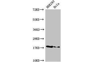 Western Blot Positive WB detected in: HEK293 whole cell lysate, Hela whole cell lysate All lanes: RNASEH2C antibody at 3 μg/mL Secondary Goat polyclonal to rabbit IgG at 1/50000 dilution Predicted band size: 18 kDa Observed band size: 18 kDa (RNASEH2C Antikörper  (AA 1-164))