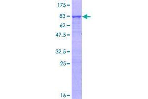 RNF180 Protein (AA 1-416) (GST tag)