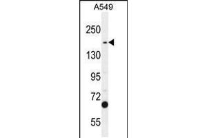 Western blot analysis in A549 cell line lysates (35ug/lane). (TDRD7 Antikörper  (C-Term))