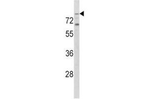 Western blot analysis of TLR2 antibody and K562 lysate.
