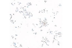 Immunocytochemistry (ICC) image for anti-Kruppel-Like Factor 5 (Intestinal) (KLF5) (AA 325-375) antibody (ABIN7795630)