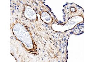 IHC analysis of Pecam1 using anti-Pecam1 antibody (ABIN7601672). (CD31 Antikörper  (AA 41-491))
