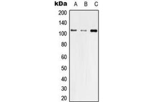 Western blot analysis of ZO3 expression in HEK293T (A), Raw264.