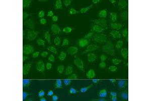 Immunofluorescence analysis of U2OS cells using WNT9A Polyclonal Antibody at dilution of 1:100. (WNT9A Antikörper)