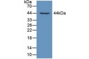 Figure. (LTBP1 Antikörper  (AA 1415-1712))