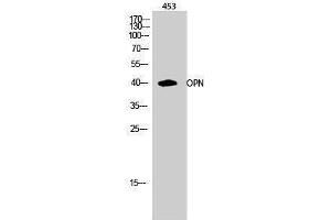 Western Blotting (WB) image for anti-Secreted phosphoprotein 1 (SPP1) (C-Term) antibody (ABIN3186218)