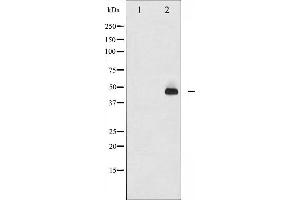 Western blot analysis of c-Jun phosphorylation expression in UV treated HeLa whole cell lysates,The lane on the left is treated with the antigen-specific peptide. (C-JUN Antikörper  (pThr93))