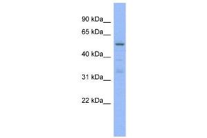 WB Suggested Anti-TRIM5  Antibody Titration: 0. (TRIM5 Antikörper  (N-Term))