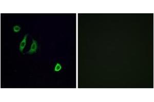 Immunofluorescence analysis of A549 cells, using OR4F6 Antibody.