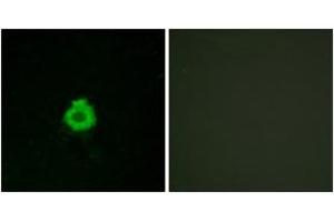 Immunofluorescence analysis of HuvEc cells, using BAI2 Antibody. (BAI2 Antikörper  (AA 91-140))