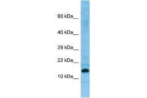 WB Suggested Anti-PRH2 Antibody Titration: 1. (PROC Antikörper  (N-Term))