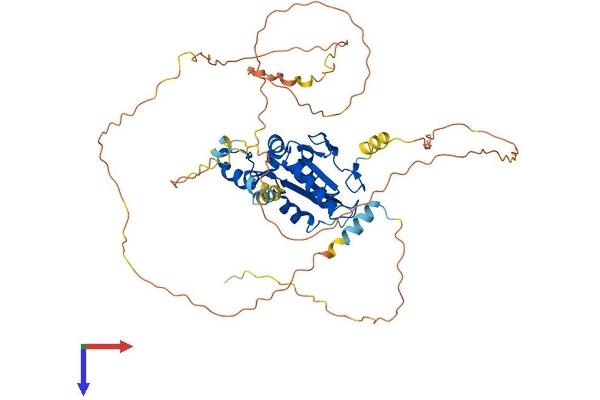 CDC25A Protein (AA 1-514) (His tag)