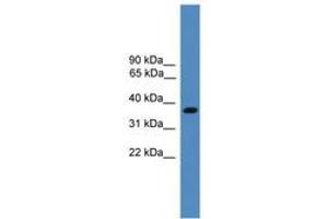Image no. 1 for anti-Bartter Syndrome, Infantile, with Sensorineural Deafness (Barttin) (BSND) (AA 211-260) antibody (ABIN6745336)