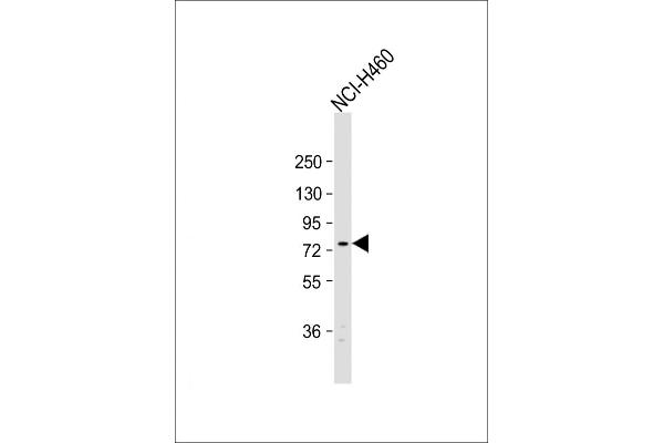 EXOC5 antibody  (C-Term)