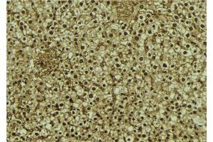 ABIN6273069 at 1/100 staining Mouse liver tissue by IHC-P. (RBM4 Antikörper  (Internal Region))