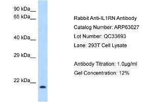 Western Blotting (WB) image for anti-Interleukin 1 Receptor Antagonist (IL1RN) (N-Term) antibody (ABIN970947) (IL1RN Antikörper  (N-Term))