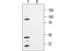 Western blot analysis of HEK-293-KCNK1 transfected cells: - 1. (KCNK1 Antikörper  (Extracellular, P1 Loop))