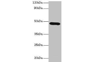 Western blot All lanes: Lox antibody at 2 μg/mL + K562 whole cell lysate Secondary Goat polyclonal to rabbit IgG at 1/10000 dilution Predicted band size: 47 kDa Observed band size: 47 kDa (LOX Antikörper  (AA 163-411))