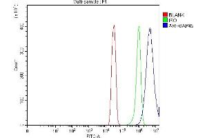 Flow Cytometry analysis of SiHa cells using anti-ARHGAP45 antibody (ABIN7599740). (HMHA1 Antikörper  (AA 111-349))