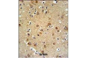 GMFG Antibody (C-term) (ABIN652407 and ABIN2841991) IHC analysis in formalin fixed and paraffin embedded brain tissue followed by peroxidase conjugation of the secondary antibody and DAB staining. (GMFG Antikörper  (C-Term))