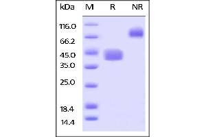 SDS-PAGE (SDS) image for CD52 (CD52) (AA 25-36) (Active) protein (Fc Tag,AVI tag,Biotin) (ABIN5526651)