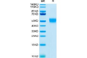 Human CD24 on Tris-Bis PAGE under reduced conditions. (CD24 Protein (AA 27-59) (mFc Tag))