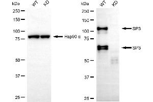 Western blotting analysis using SP3 antibody (ABIN7800416). (Sp3 Antikörper)
