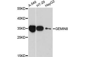 Western blot analysis of extracts of various cell lines, using GEMIN8 antibody (ABIN6293278) at 1:3000 dilution. (GEMIN8 Antikörper)