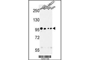 Western blot analysis of MASTL Antibody in HepG2, MDA-MB231, 293, Hela cell line lysates (35ug/lane) (MASTL Antikörper)