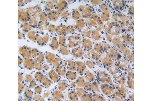 Immunohistochemistry (IHC) image for anti-Ring Finger Protein 112 (RNF112) (AA 73-322) antibody (ABIN1980376)