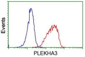 Image no. 2 for anti-Pleckstrin Homology Domain Containing Family A3 (PLEKHA3) antibody (ABIN1500273) (PLEKHA3 Antikörper)