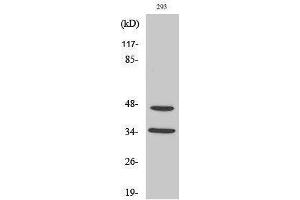 Western Blotting (WB) image for anti-Forkhead Box B1/2 (FOXB1/2) (Internal Region) antibody (ABIN3184650) (FOXB1/2 Antikörper  (Internal Region))