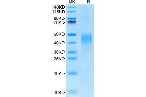 PDCD1LG2 Protein (AA 20-220) (His tag)