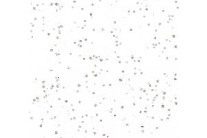 Immunocytochemistry (ICC) image for anti-Cyclin A2 (CCNA2) (C-Term) antibody (ABIN7795811) (Rekombinanter Cyclin A Antikörper  (C-Term))