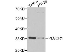 Western blot analysis of extracts of various cell lines, using PLSCR1 antibody (ABIN5974037) at 1/1000 dilution. (PLSCR1 Antikörper)
