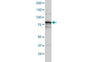 THNSL1 monoclonal antibody (M08), clone 6B1 Western Blot analysis of THNSL1 expression in Hela S3 NE . (THNSL1 Antikörper  (AA 151-250))