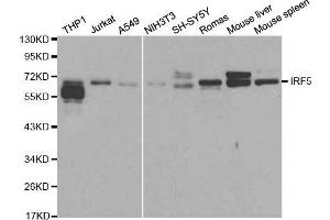 Western blot analysis of extracts of various cell lines, using IRF5 antibody. (IRF5 Antikörper  (AA 1-200))
