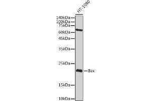 Western blot analysis of extracts of HT-1080 cells, using Bax antibody  at 1:2000 dilution. (BAX Antikörper)