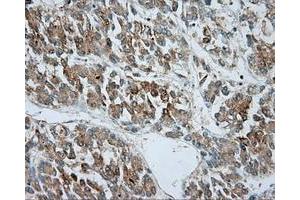 Immunohistochemical staining of paraffin-embedded pancreas tissue using anti-SRR mouse monoclonal antibody. (SRR Antikörper)