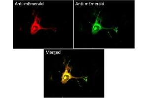 Immunofluorescence (IF) image for anti-mEmerald Fluorescent Protein antibody (ABIN7273073) (mEmerald Fluorescent Protein Antikörper)