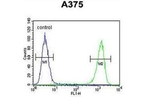 Flow Cytometry (FACS) image for anti-Family with Sequence Similarity 96, Member B (FAM96B) (C-Term), (N-Term) antibody (ABIN952260)