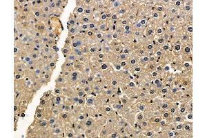 ABIN7096940 and ABIN7101006 at 1/100 staining mouse liver tissue by IHC-P. (TMEM63B Antikörper)