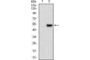 Western blot analysis using WT1 mAb against HEK293 (1) and WT1 (AA: 314-479)-hIgGFc transfected HEK293 (2) cell lysate.