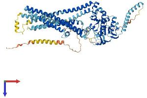 ABCD1 Protein (AA 1-745) (His tag)