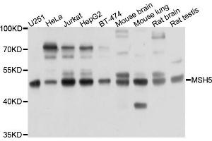 Western blot analysis of extracts of various cells, using PRKAR1B antibody. (PRKAR1B Antikörper)