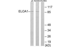 Western Blotting (WB) image for anti-Transcription Elongation Factor B (SIII), Polypeptide 3 (110kDa, Elongin A) (TCEB3) (Internal Region) antibody (ABIN1850428) (TCEB3 Antikörper  (Internal Region))