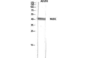 Western Blotting (WB) image for anti-NUDC (Tyr577) antibody (ABIN3176419) (NUDC Antikörper  (Tyr577))