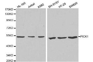 Western blot analysis of extracts of various cell lines, using PICK1 antibody. (PICK1 Antikörper  (AA 260-360))