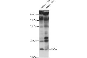 Western blot analysis of extracts of various cell lines, using ENSA antibody (ABIN7266947) at 1:1000 dilution. (Ensa Antikörper  (AA 1-100))